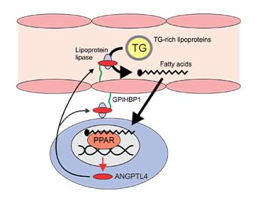 Angiopoietin like 4.