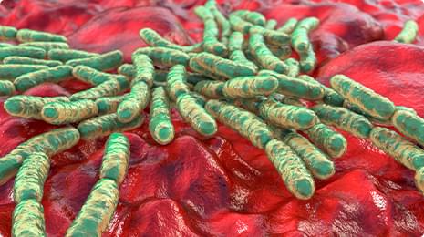 Bifidobacterium Breve.