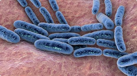 Lactobacillus Gasseri.