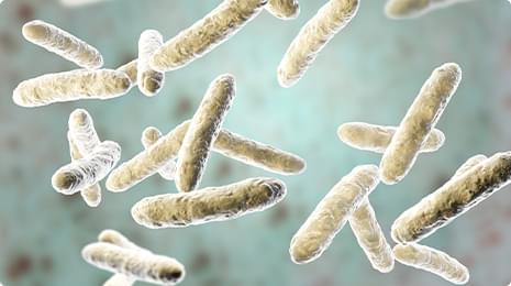 Lactobacillus Plantarum.