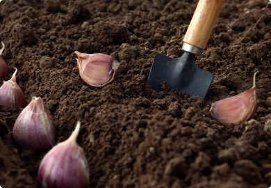 View It As Fine Truffles.